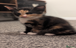 Mixed Breed cats for sale: White male kitten and 2 female kittens - Image 13