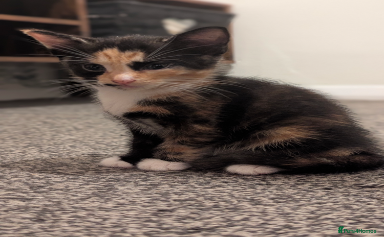 Mixed Breed cats - Advert 11