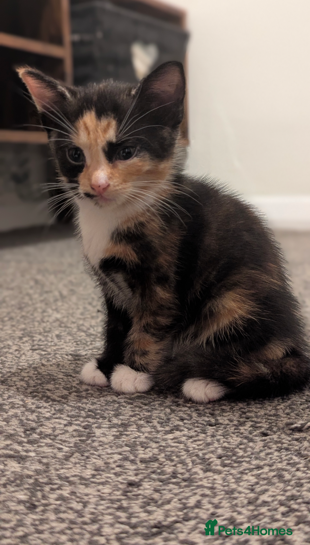 Mixed Breed cats for sale: White male kitten and 2 female kittens - Image 13