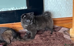Pomeranian dogs for sale: 2 fluffy Pomeranians 1 boy 1 girl  - Image 1
