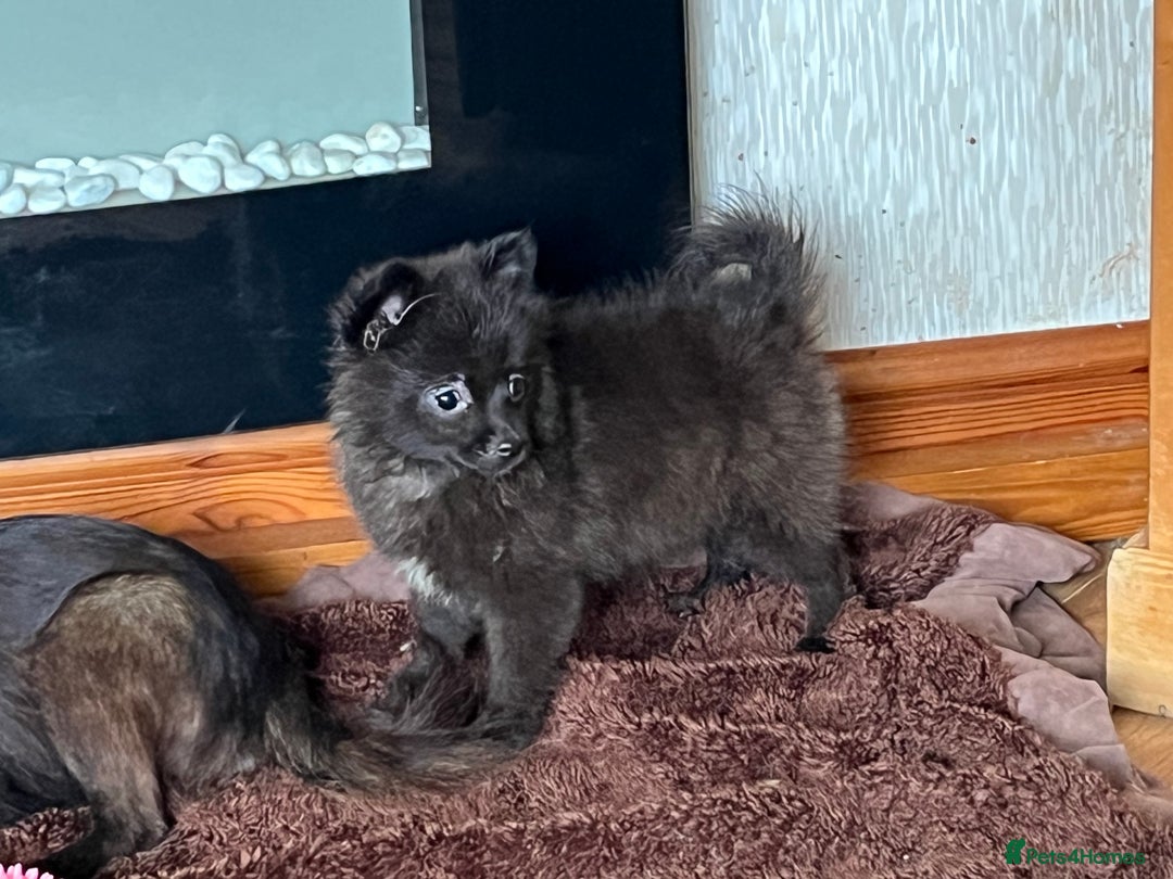 Pomeranian dogs for sale: 2 fluffy Pomeranians 1 boy 1 girl  - Image 1