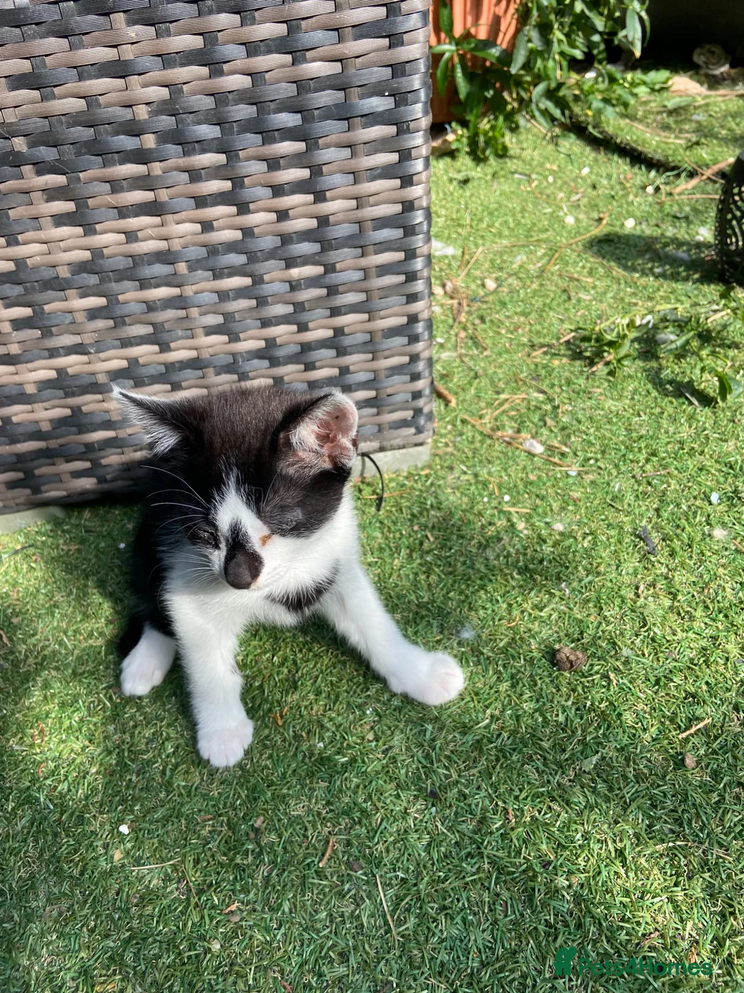 Scottish Fold cats for sale: Scottish fold cross for sale  - Advert 2