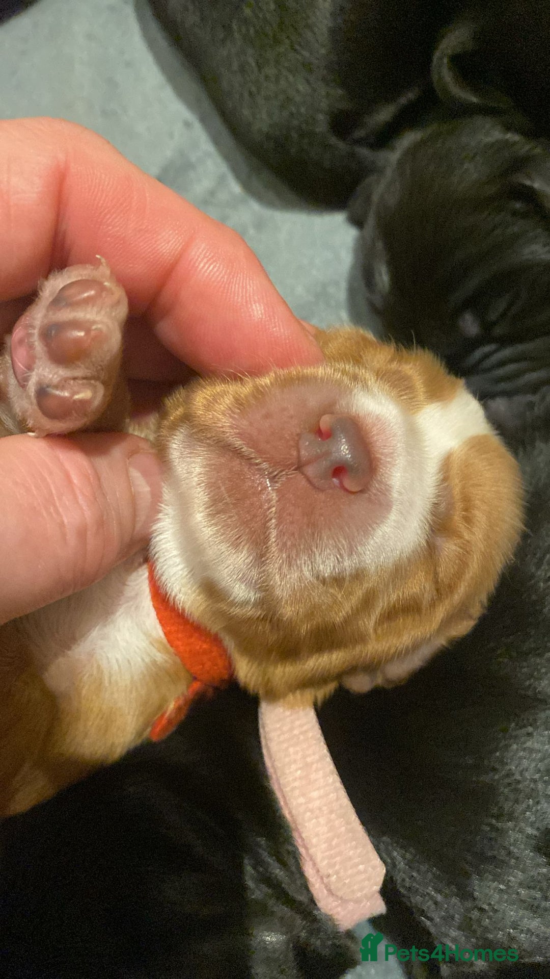 Cocker Spaniel dogs for sale: Working Cocker Spaniel Puppies - Advert 7