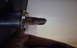 Guinea Pig rodents for sale: Female guinea pig for sale  - Image 2