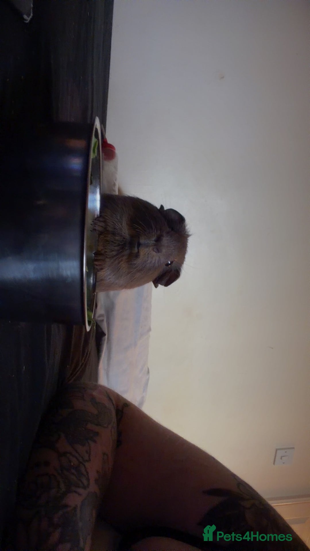 Guinea Pig rodents for sale: Female guinea pig for sale  - Image 2
