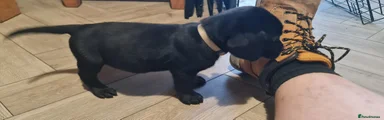 Labrador Retriever Puppy 7