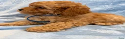 Toy Poodle dogs for sale: Beautiful health tested toy poodles  - Advert 20