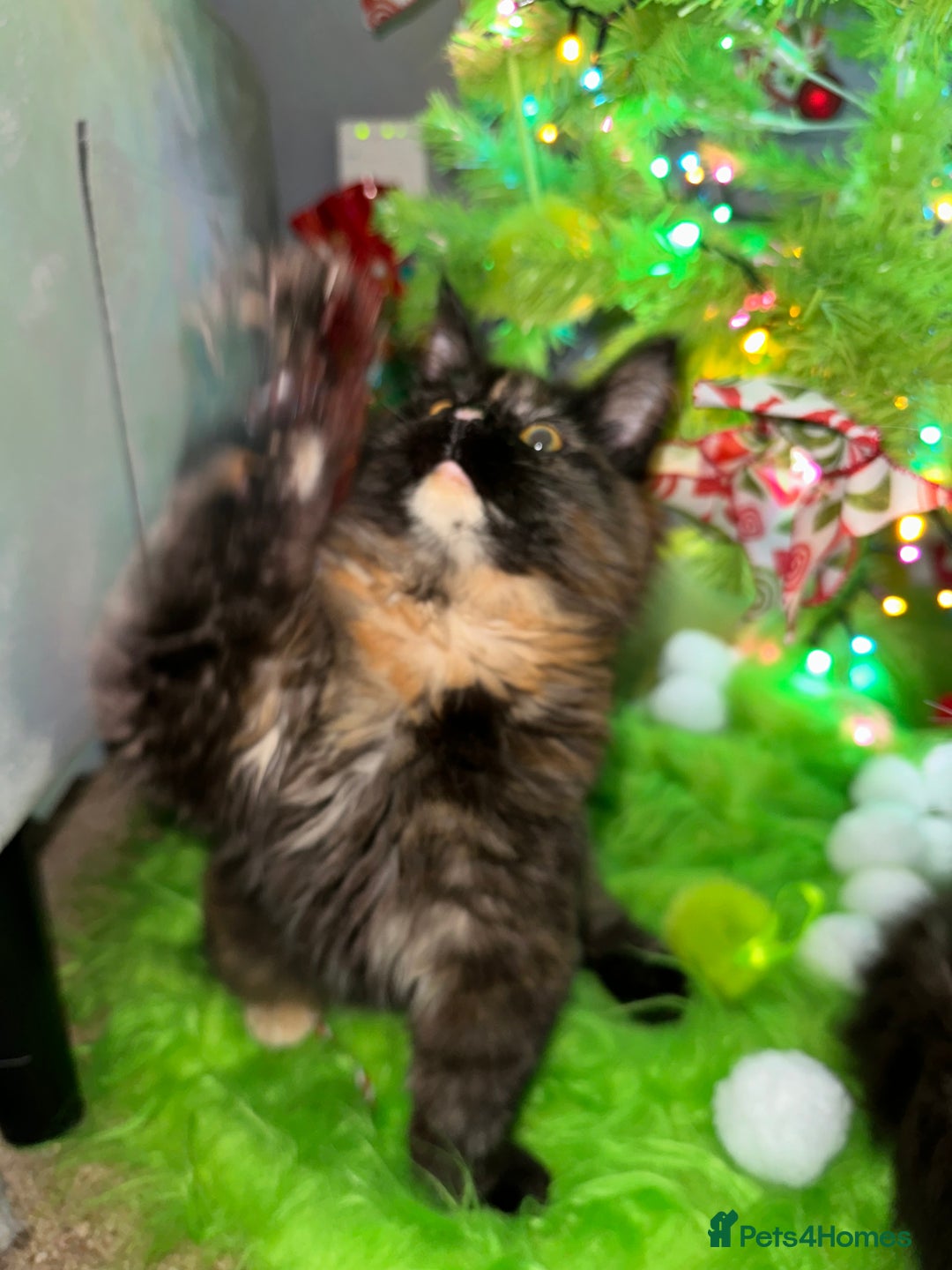 Maine Coon cats for sale: Xl mainecoon kittens dad is Xl very big boy  - Advert 13