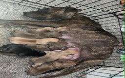 Staffordshire Bull Terrier dogs for sale: Staffy pups (not kc reg) - Image 1