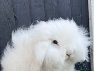 Mini Lion Lop rabbits - Advert 4