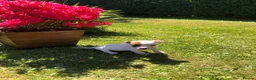 Jack Russell dogs for sale: Jack Russell Puppies For Sale - Advert 7