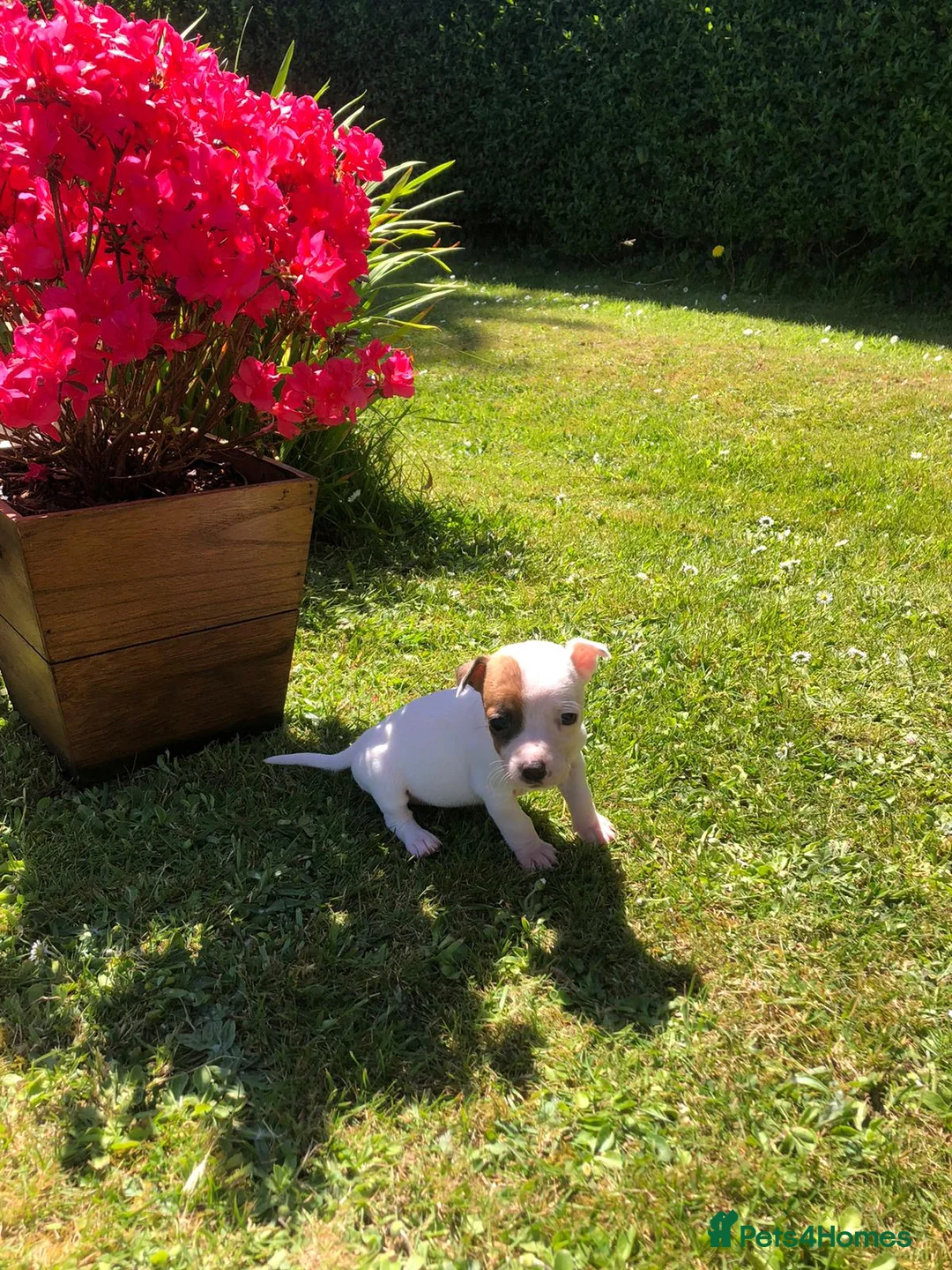 Jack Russell dogs for sale: Jack Russell Puppies For Sale - Advert 7