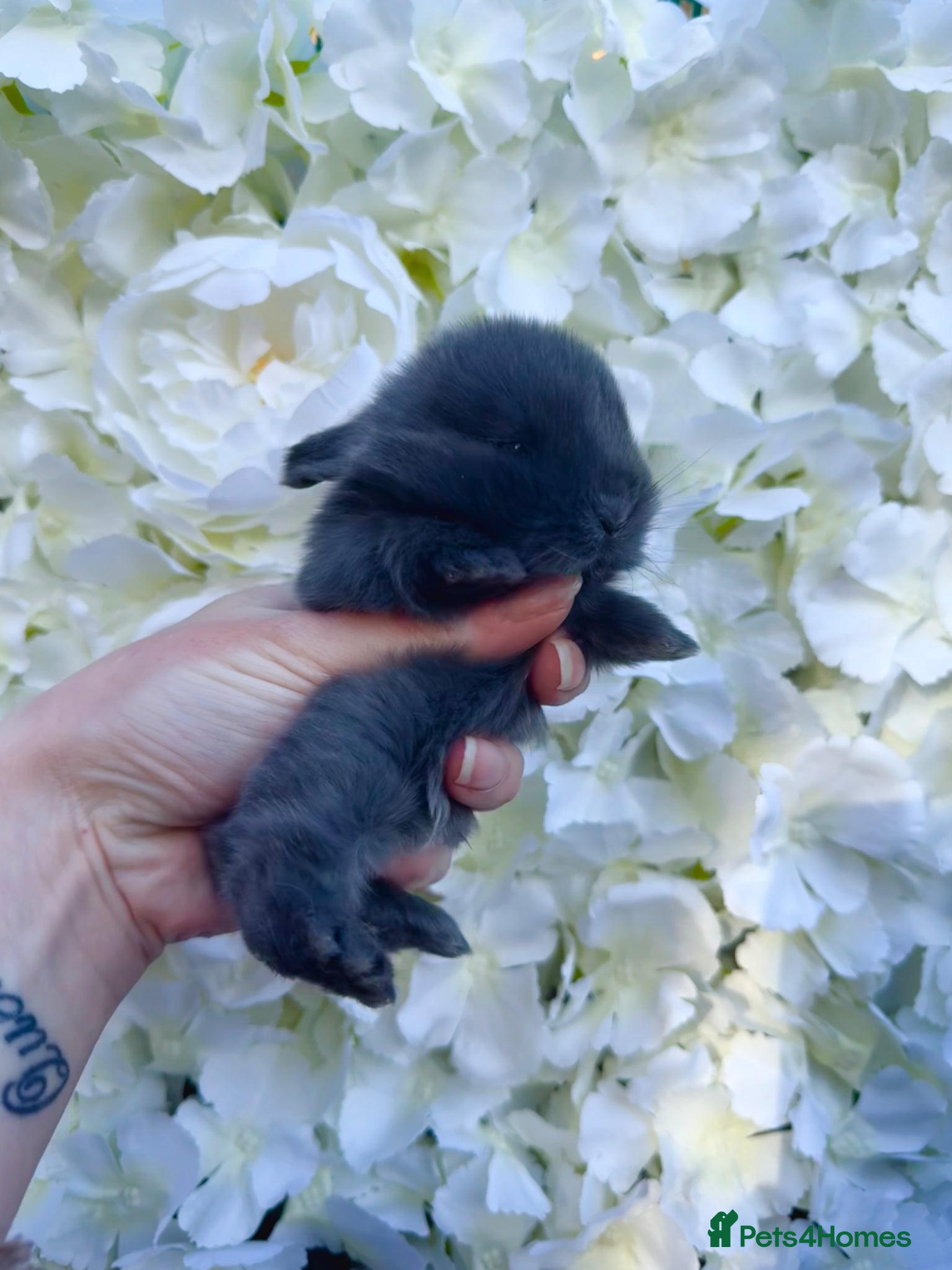 Mini Lop rabbits 5 x Blue & Lilac Mini Lops - Waiting List Now Open - Advert 9