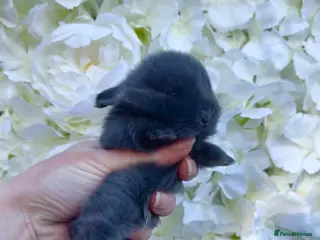 Mini Lop rabbits 5 x Blue & Lilac Mini Lops - Waiting List Now Open - Advert 9