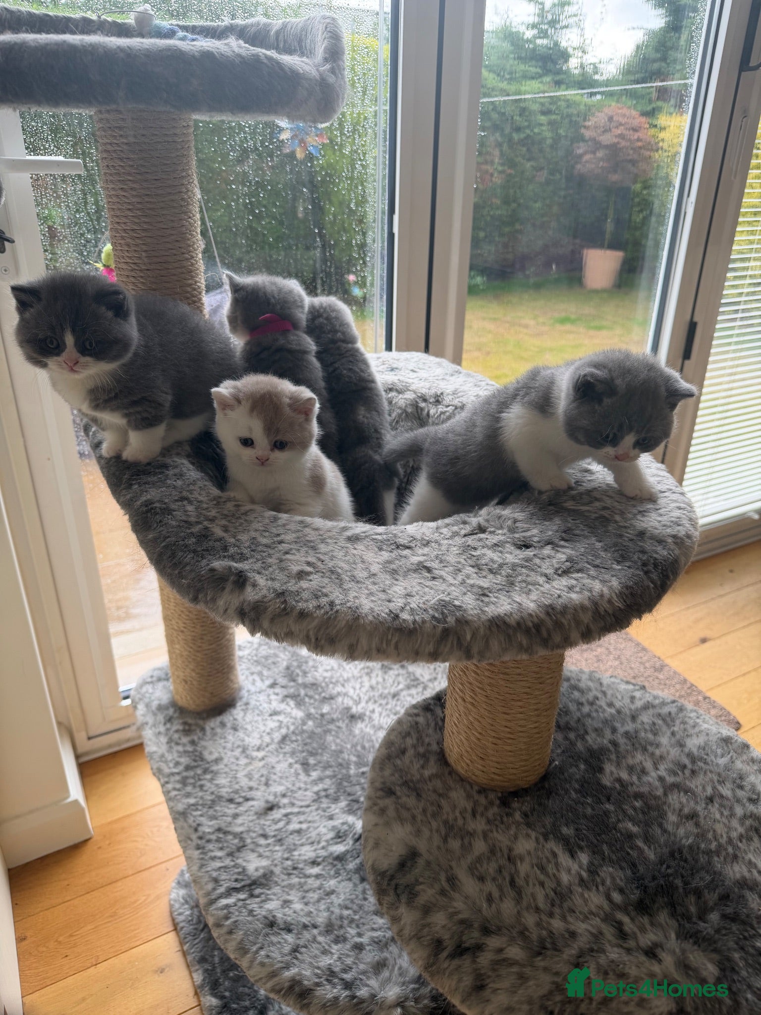 British Shorthair cats Beautiful BSH Blue & White Male Babies - Advert 11