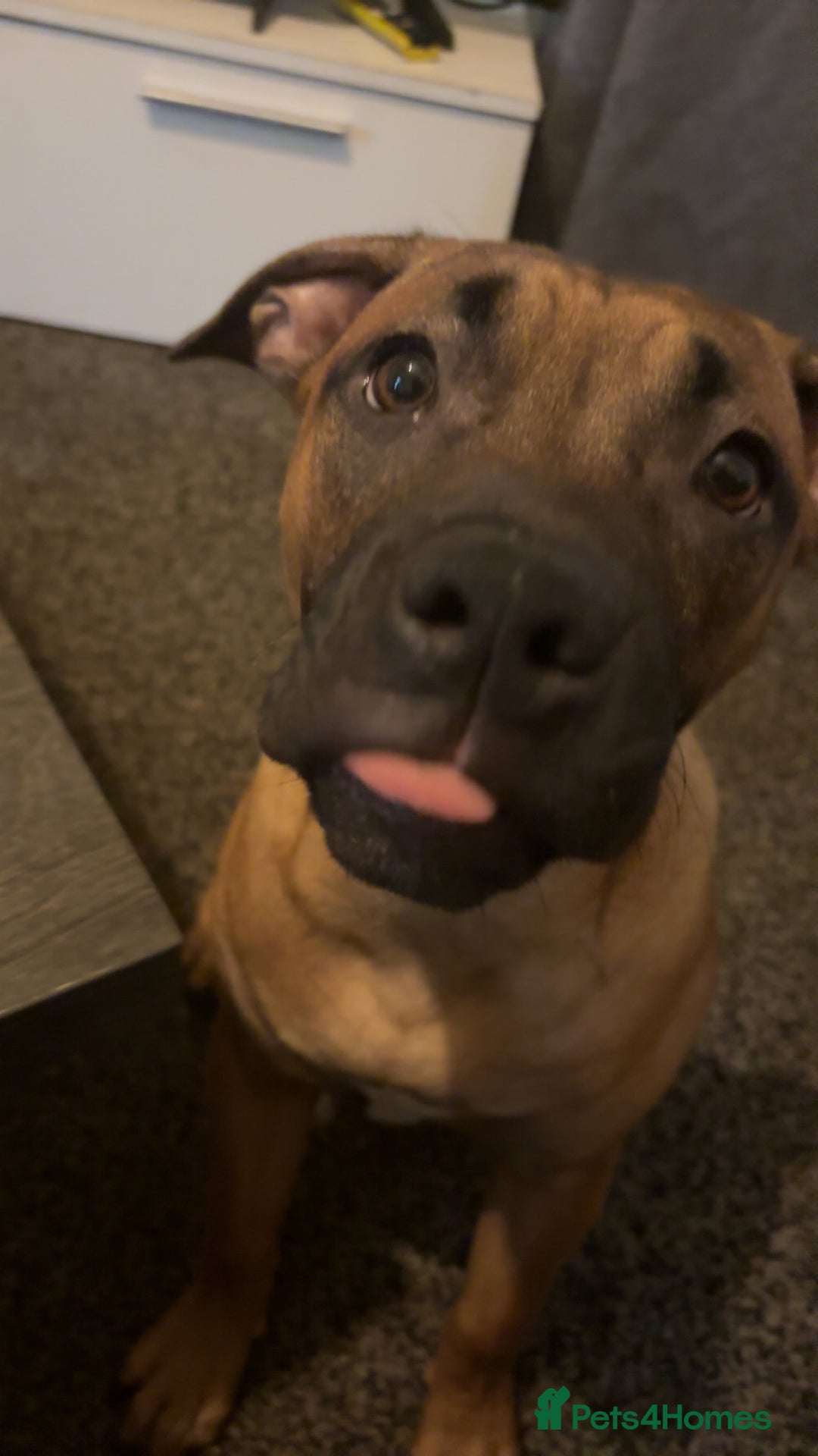 Staffordshire Bull Terrier dogs for sale: Lola is an bubbly staffy - Advert 6