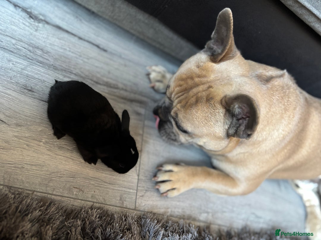 Mini Lop rabbits for sale: Gorgeous Mini Lops  - Image 17