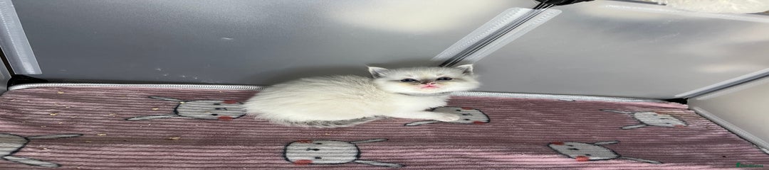 Grey- male  Kitten 3