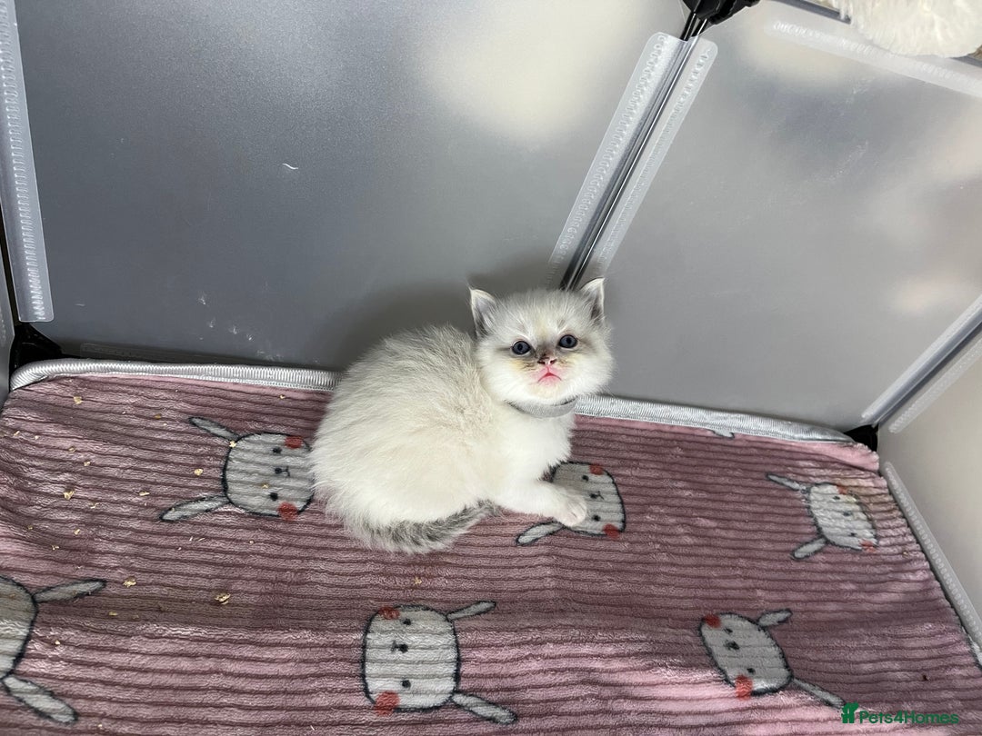 Ragdoll cats for sale: Beautiful pure ragdoll kittens  - Advert 19