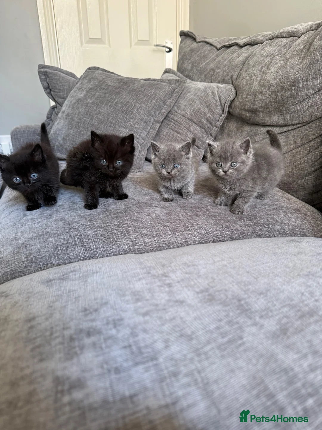 Ragdoll cats for sale: Ragdoll x Scottish fold kittens  - Advert 1