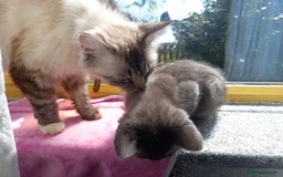 Ragdoll cats for sale: Half ragdoll kitten  - Image 5