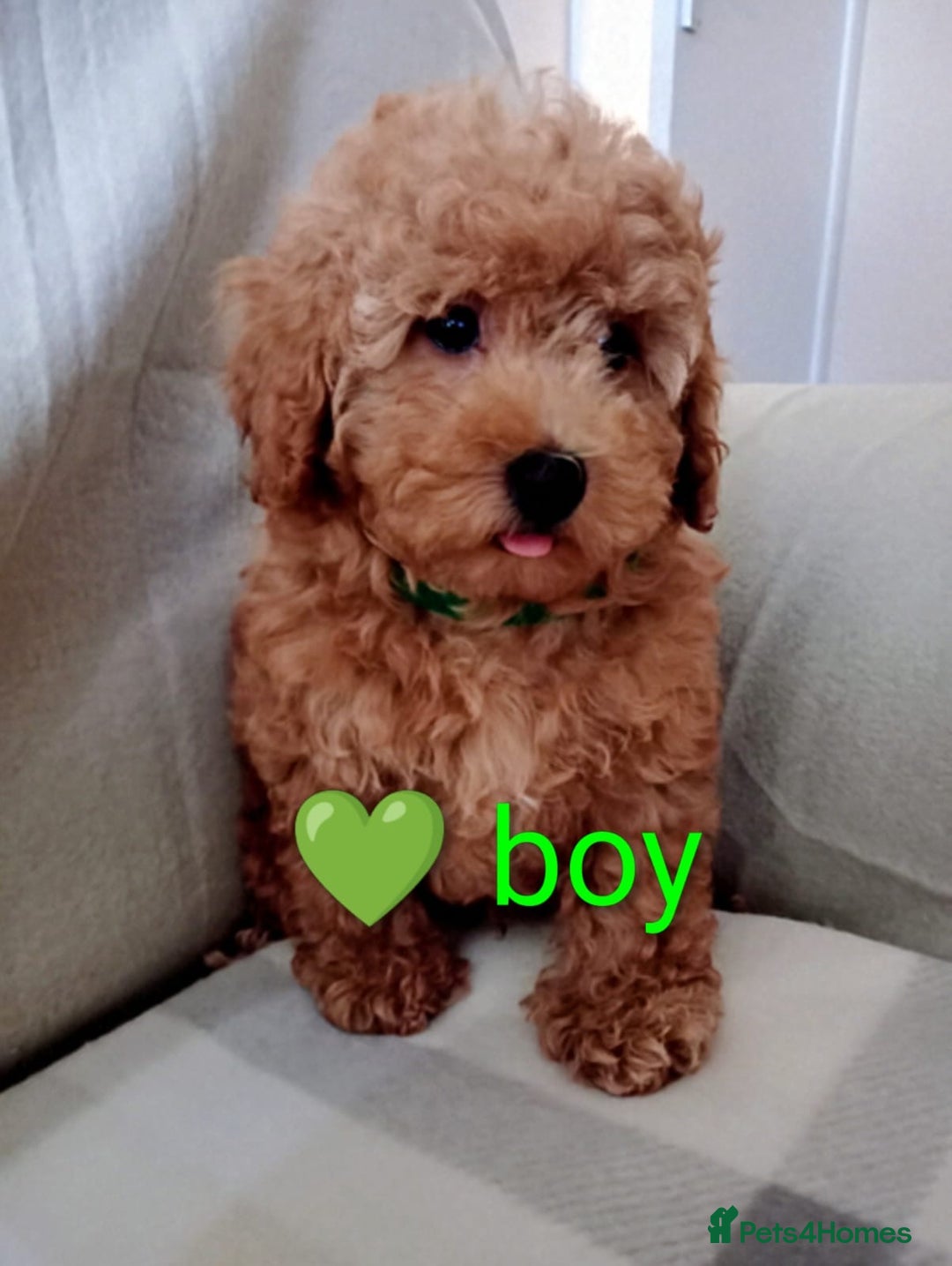 Toy Poodle dogs for sale: Tiny Toy Poodle - Image 9