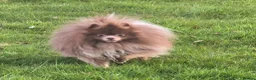 Pomeranian dogs for sale: Royal Kennel Club registered lavender lilac male in Maidstone - Advert 3