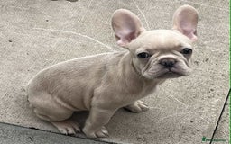 French Bulldog dogs for sale: Beautiful non kc female  - Image 11