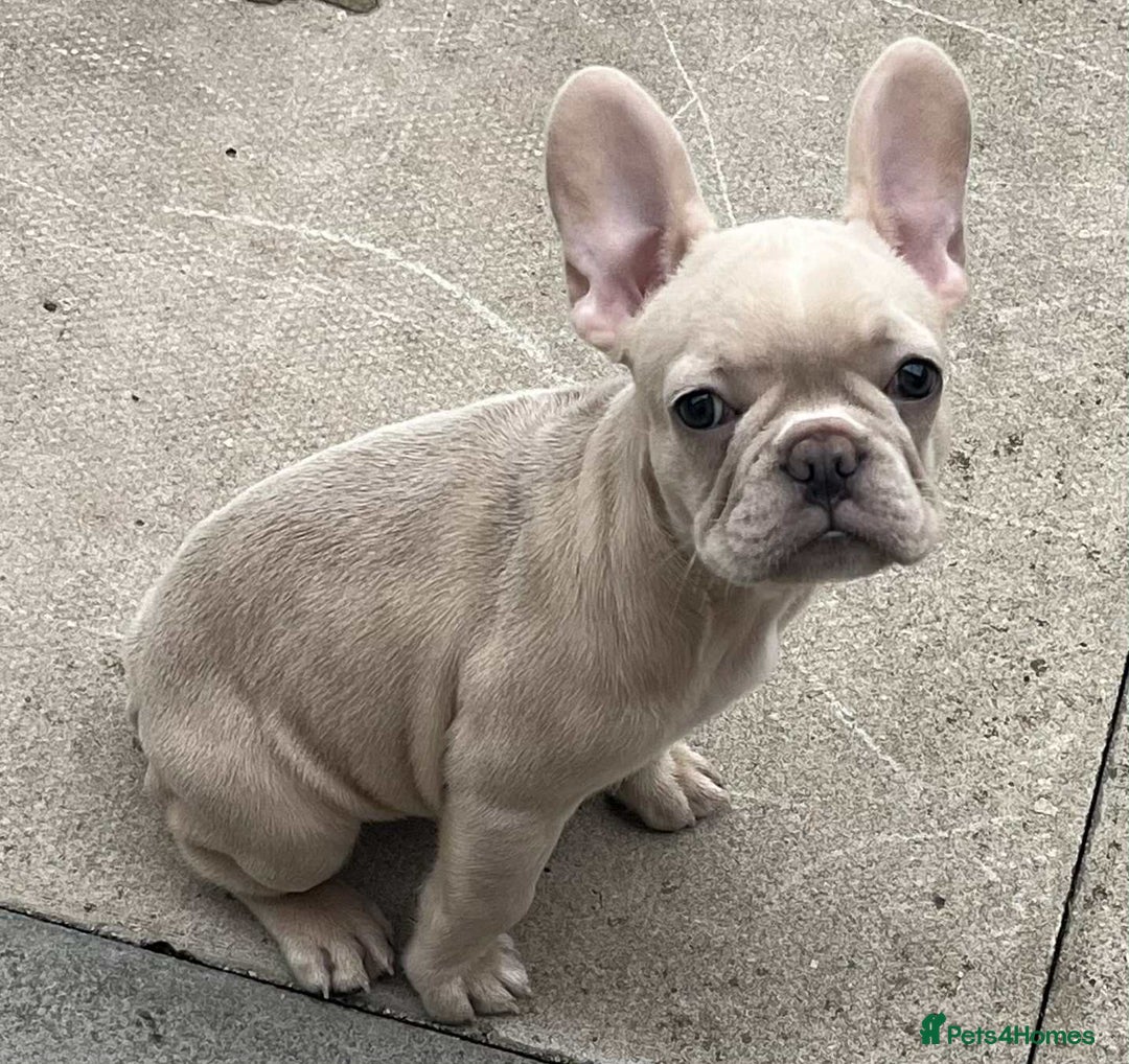 French Bulldog dogs for sale: Beautiful non kc female  - Image 11