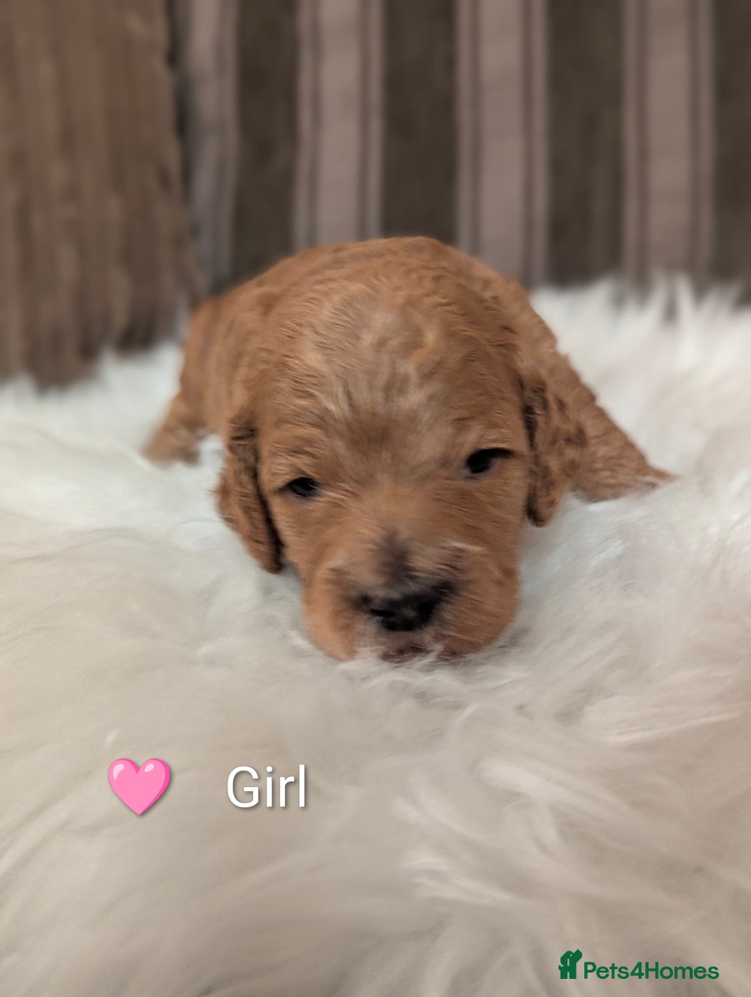 Cavapoo dogs for sale: Beautiful Cavapoo Puppies Available - Advert 12