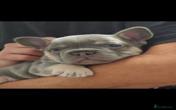 French Bulldog dogs for sale: Last 1 available,New shade Isabella French bulldog - Advert 17