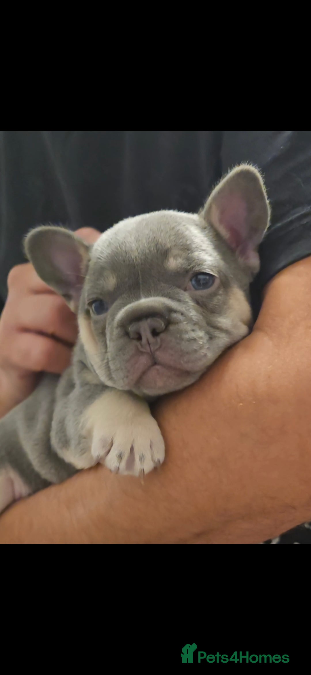French Bulldog dogs for sale: Last 1 available,New shade Isabella French bulldog - Advert 17
