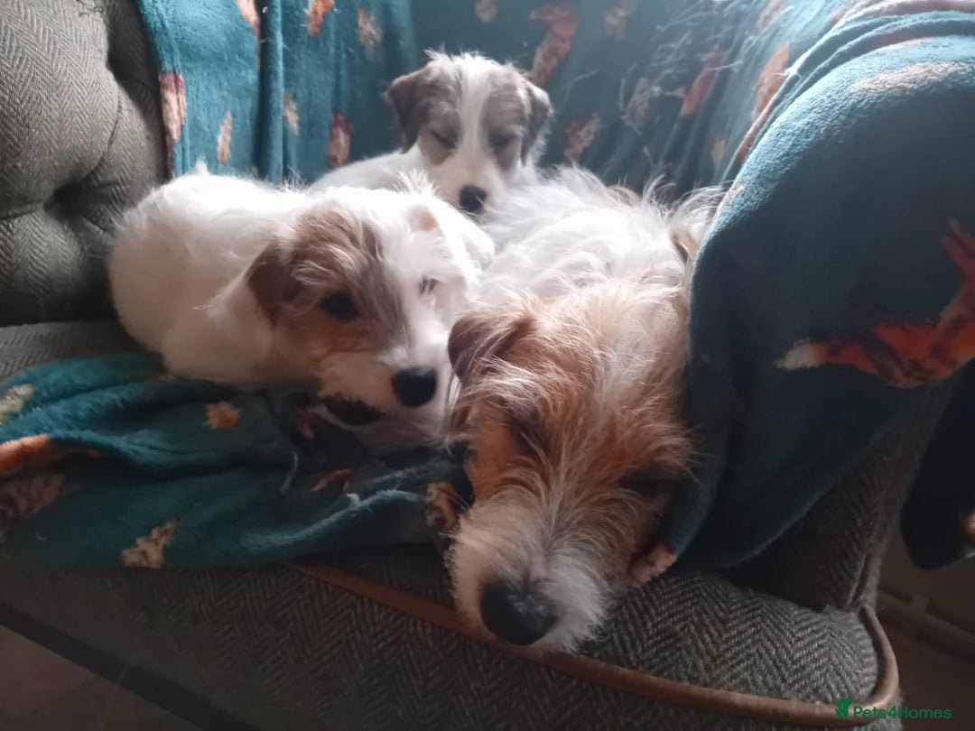 Parson Russell dogs for sale: Gorgeous Parson Russell Boy Puppy - Advert 3