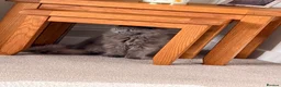 British Shorthair cats for sale: British shorthair kittens. - Advert 2