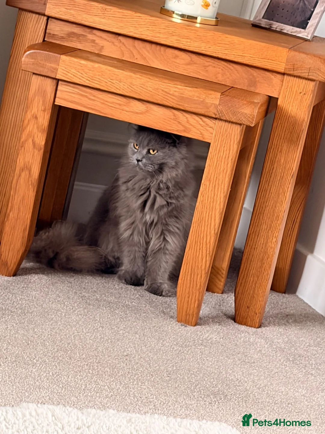 British Shorthair cats for sale: British shorthair kittens. - Advert 2