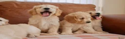 Mini Goldendoodle dogs for sale: Beautiful Health Tested Goldendoodle Puppies - Advert 5