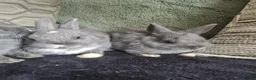 Netherland Dwarf rabbits for sale: Netherland dwarf rabbits for sale - Advert 3