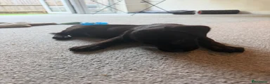 Labrador Retriever 1
