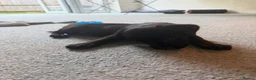 Labrador Retriever dogs for sale:  Milo – 11 Week Old Male Black Labrador Retriever  - Advert 2