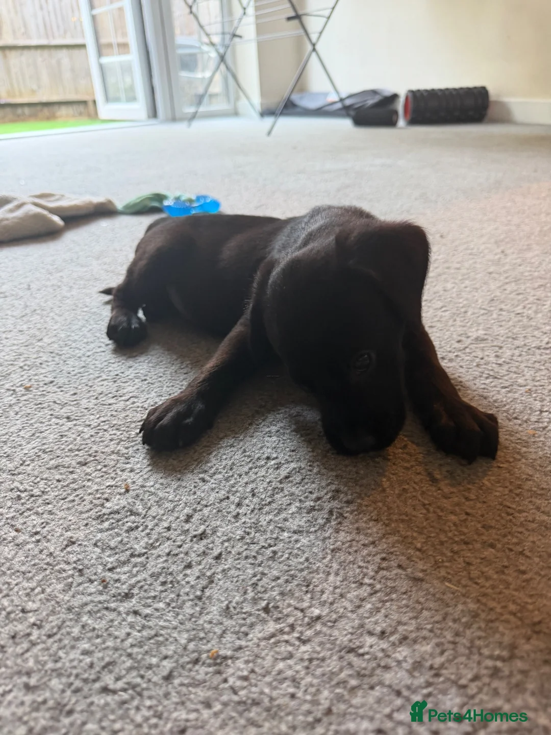 Labrador Retriever dogs for sale:  Milo – 11 Week Old Male Black Labrador Retriever  - Advert 2