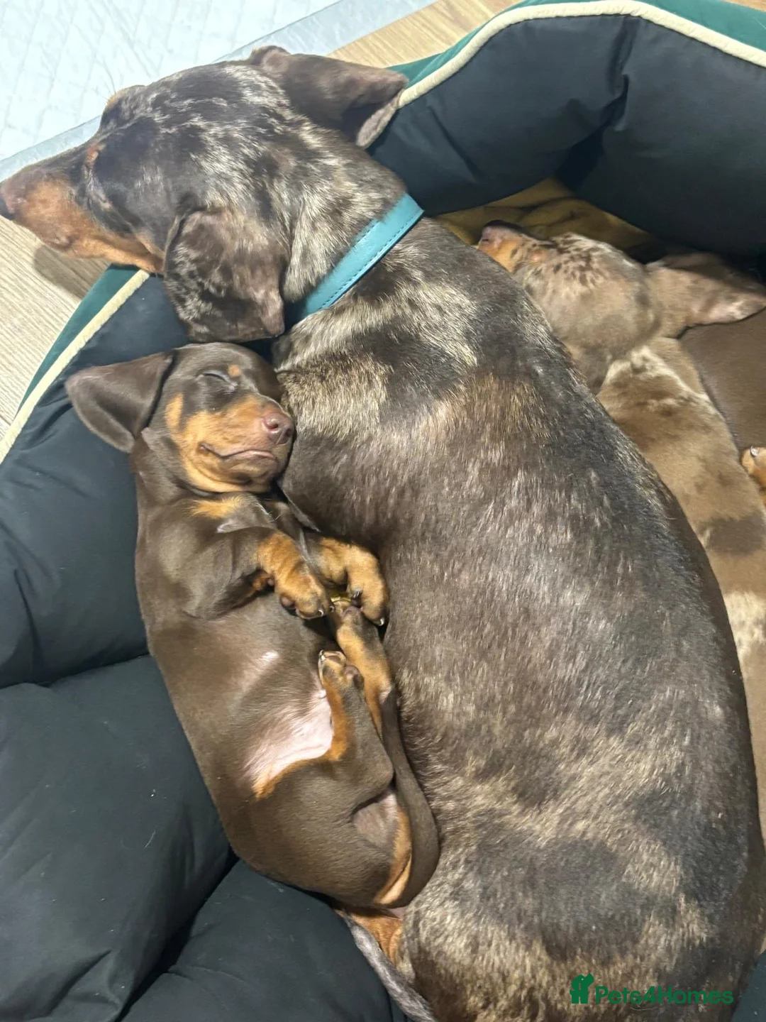 Dachshund dogs for sale: 🐾 Super Cute Sausage Dog Puppies! 🐾 in London - Advert 1