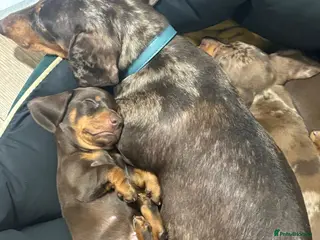 Dachshund dogs 🐾 Super Cute Sausage Dog Puppies! 🐾 - Advert 7