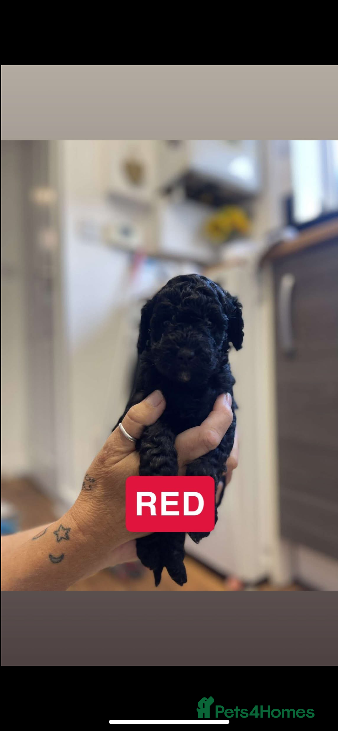 Cockapoo dogs for sale: 🐶ADORABLE F1B COCKAPOOS🐶  - Image 14