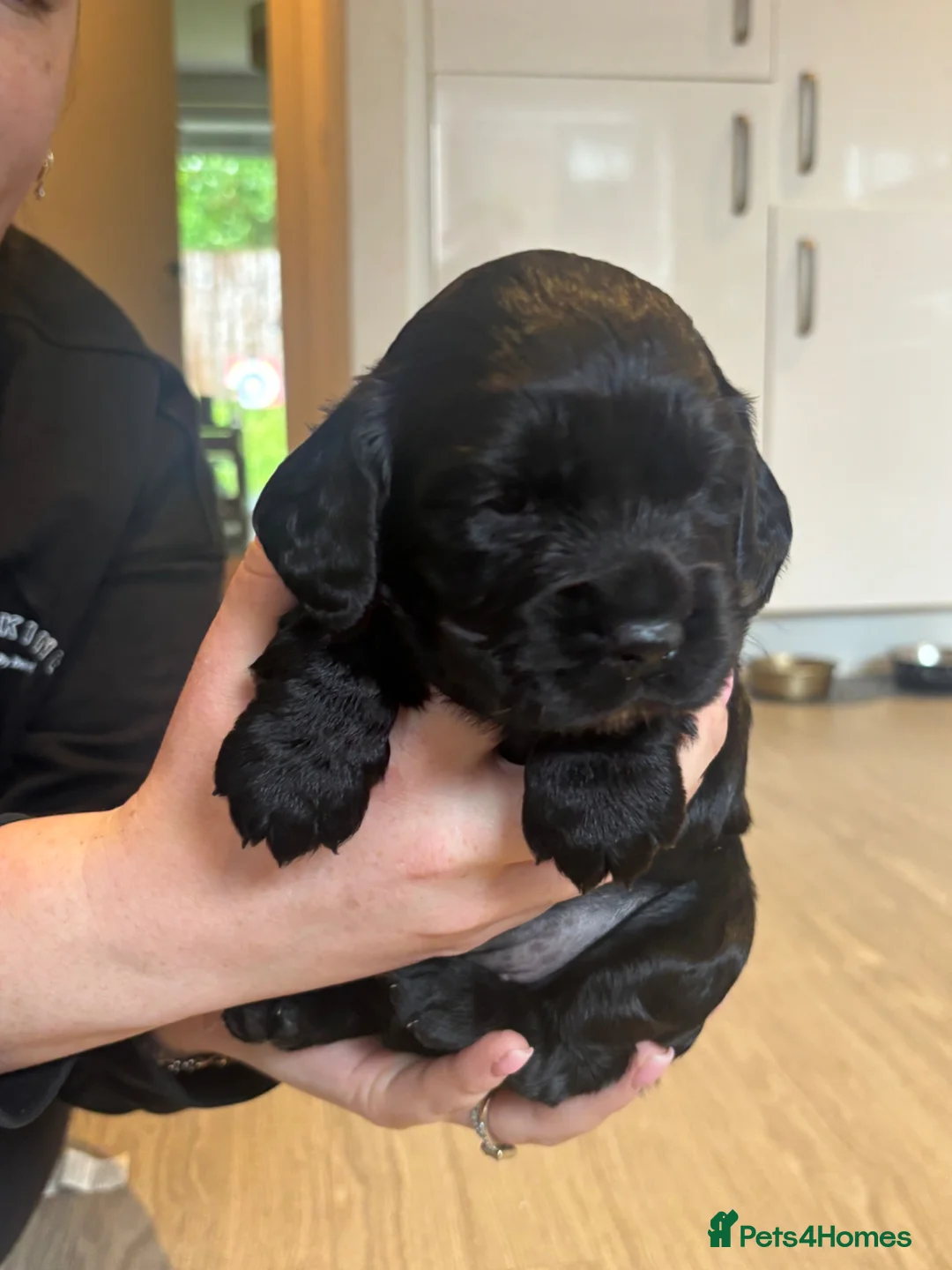 Cocker Spaniel dogs for sale: Working Cocker Spaniel Puppies  - Advert 1