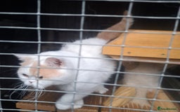 British Shorthair cats for sale: Affectionate cream and white van male  - Image 2