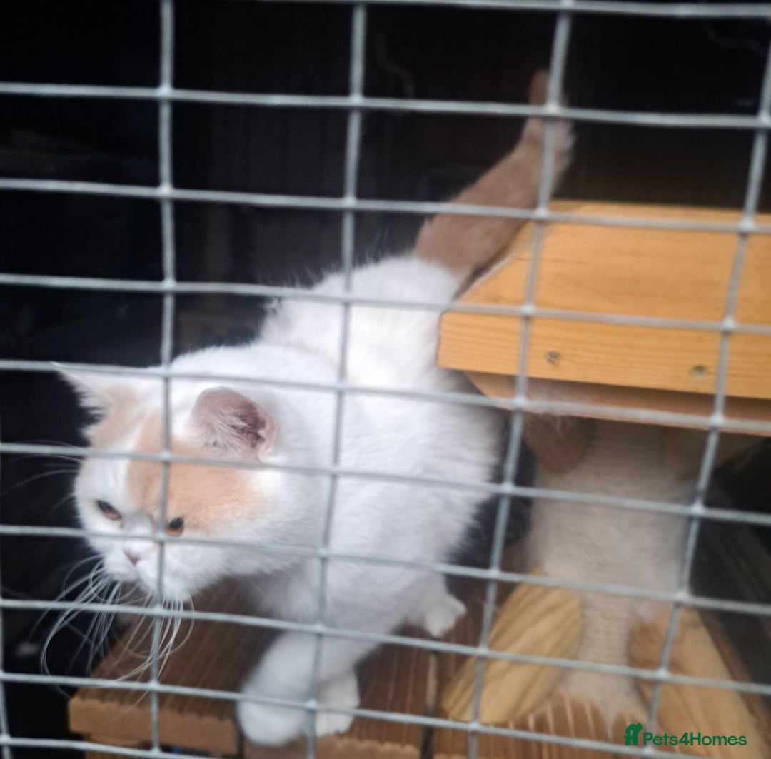 British Shorthair cats for sale: Affectionate cream and white van male  - Image 2