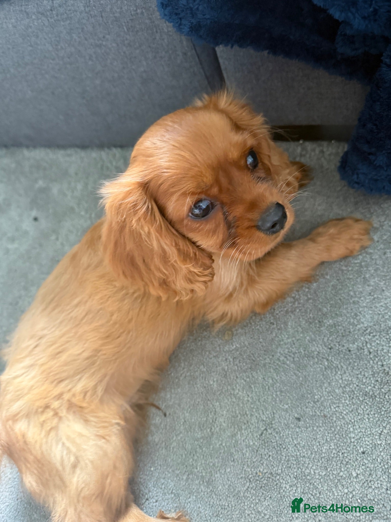 Cavalier King Charles Spaniel dogs ❤️ Ready Now – Beautiful Cavalier Pups ❤️ - Advert 15