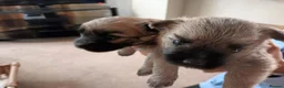 Cairn Terrier dogs for sale: 7 Adorable Cairn Terrier Pups - Advert 13