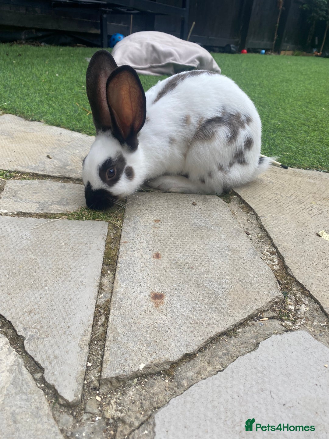 English rabbits for sale: Two friendly male rabbits with hutch and run - Advert 4
