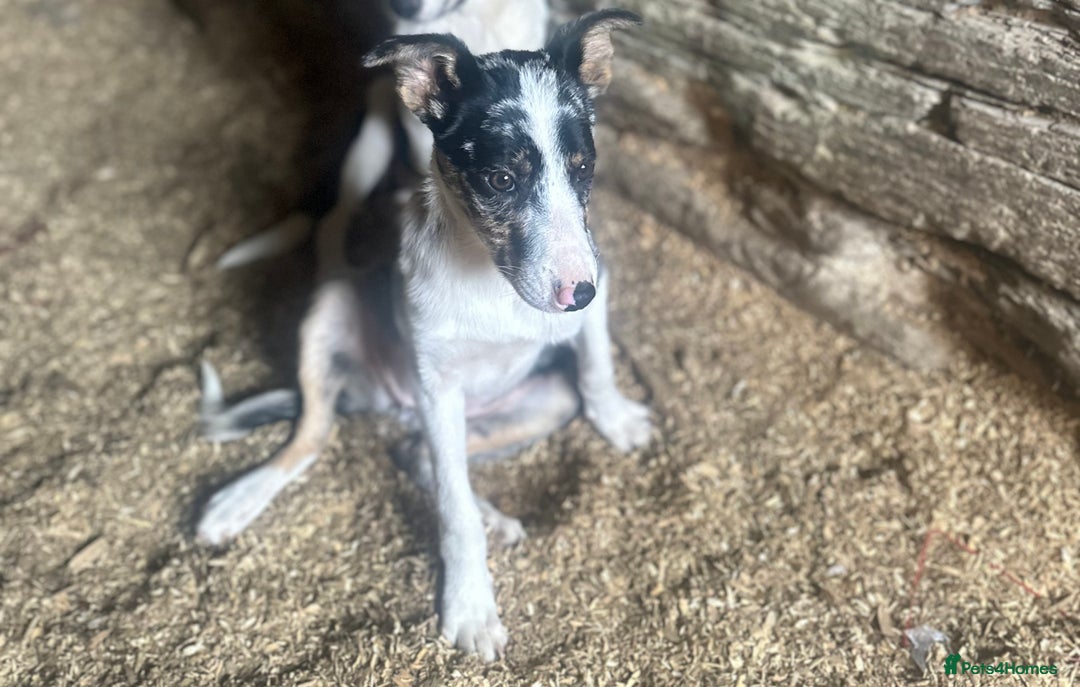 Border Collie dogs for sale: Welsh pups - Image 2